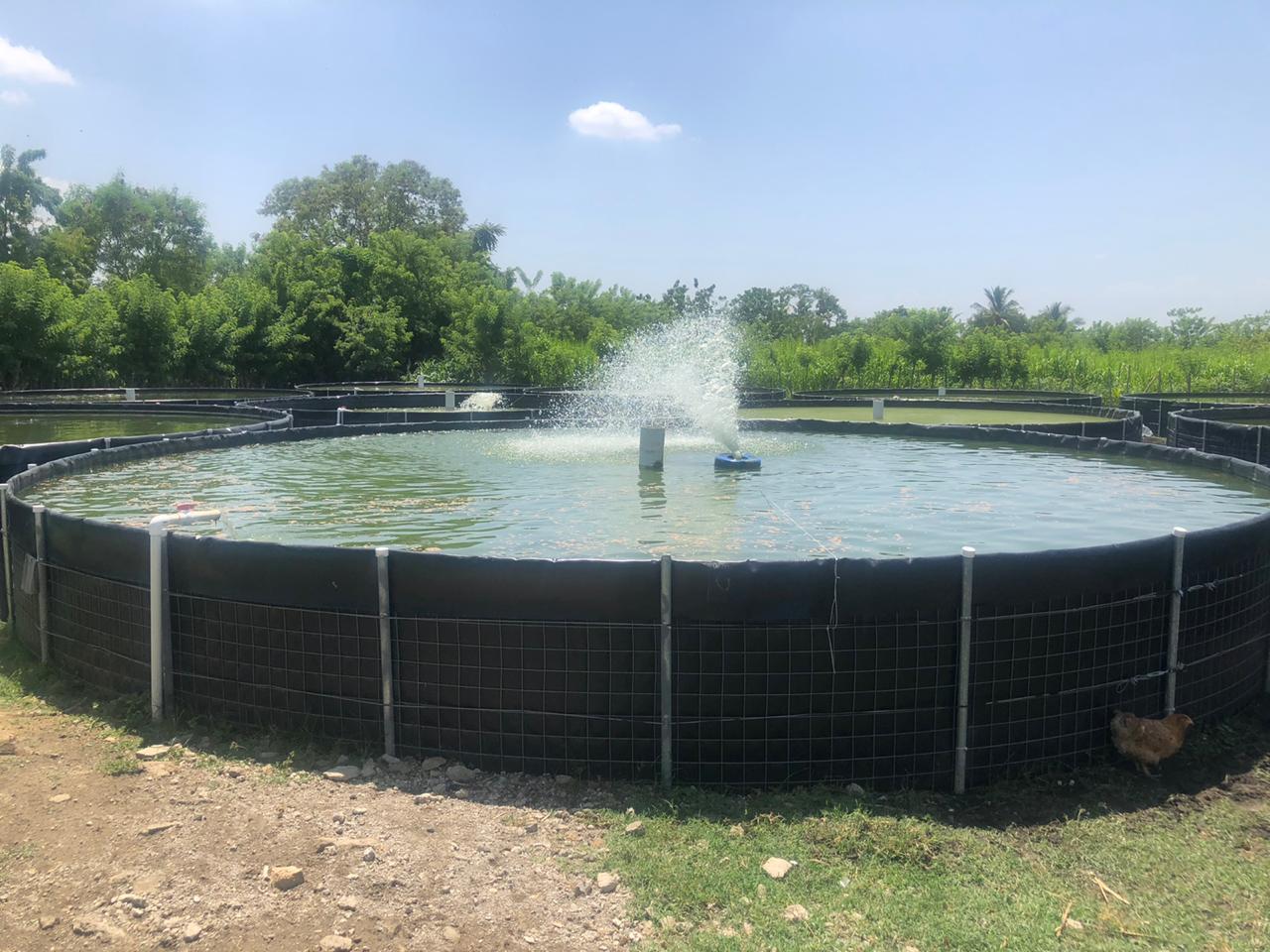 Tanque acuícola para producción acuícola